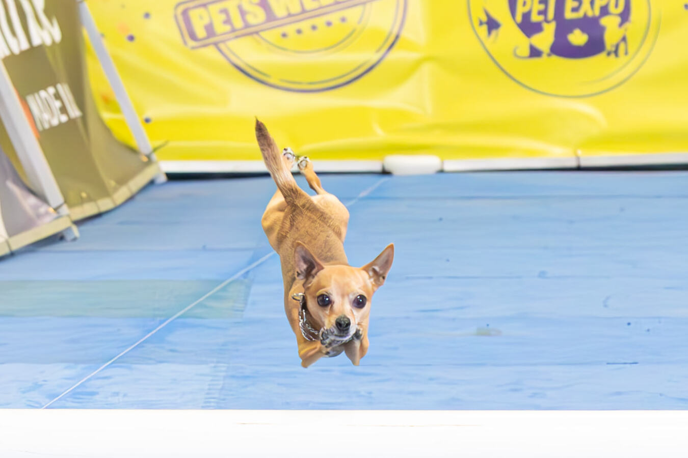 Small tan dog flying down the CPE Speedway lure course