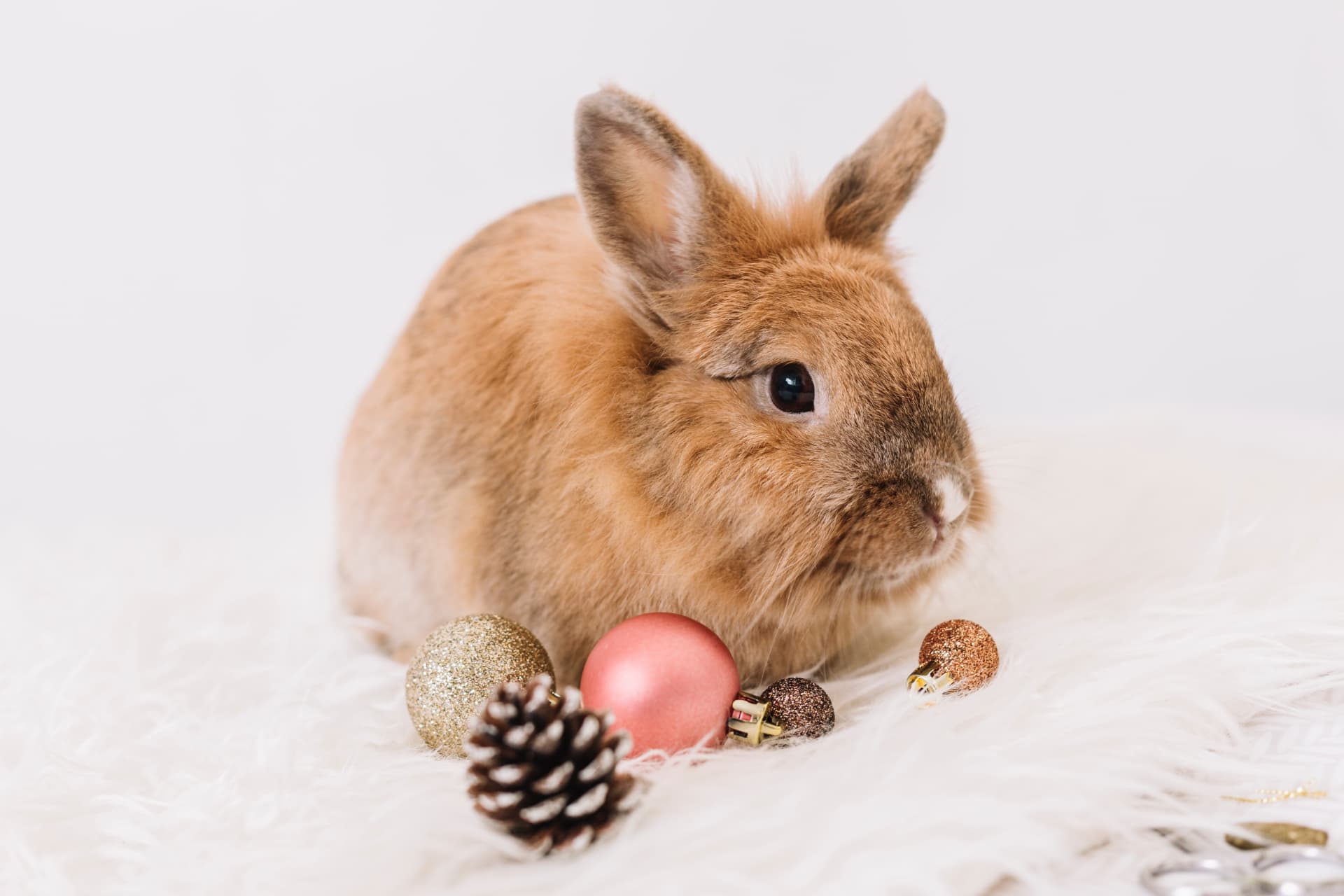 Community photo from the Christmas Canadian Pet Expo