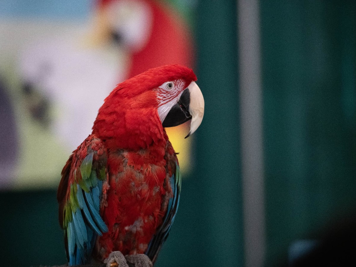 A vibrant red macaw parrot perched on a branch