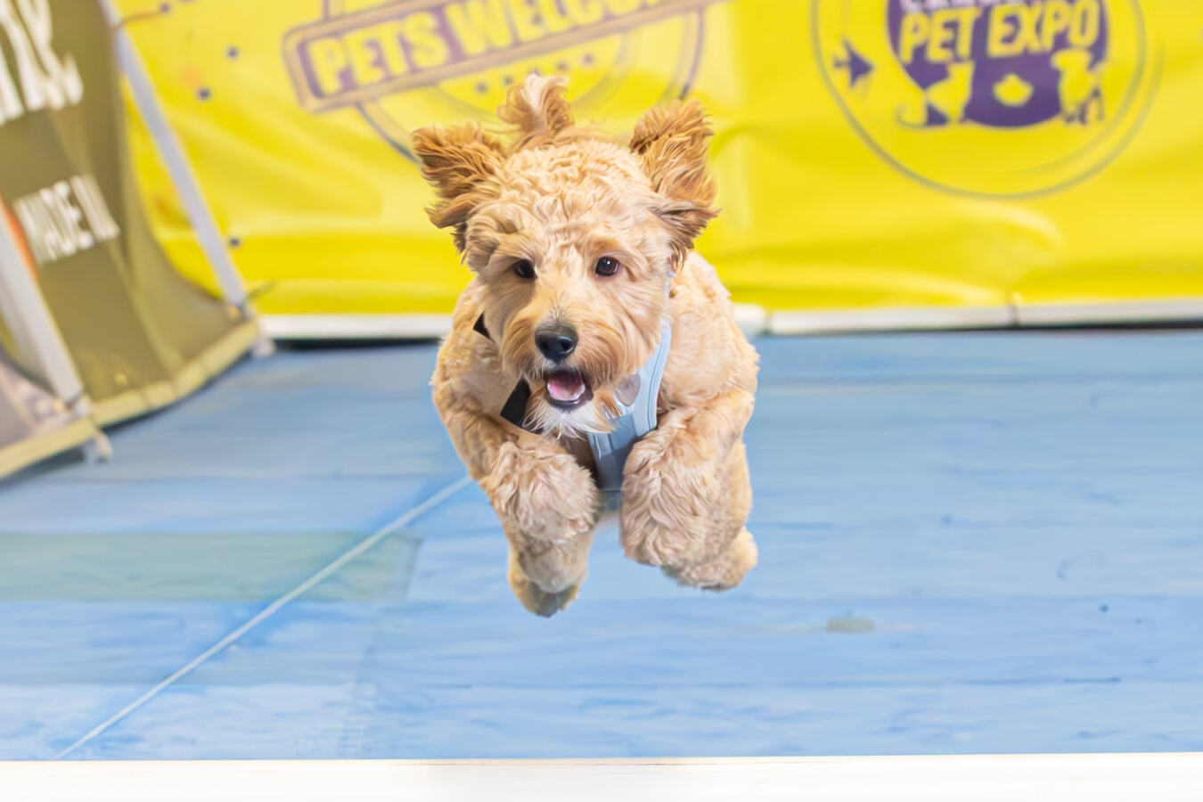 Fluffy poodle sailing over the CPE Speedway lure course