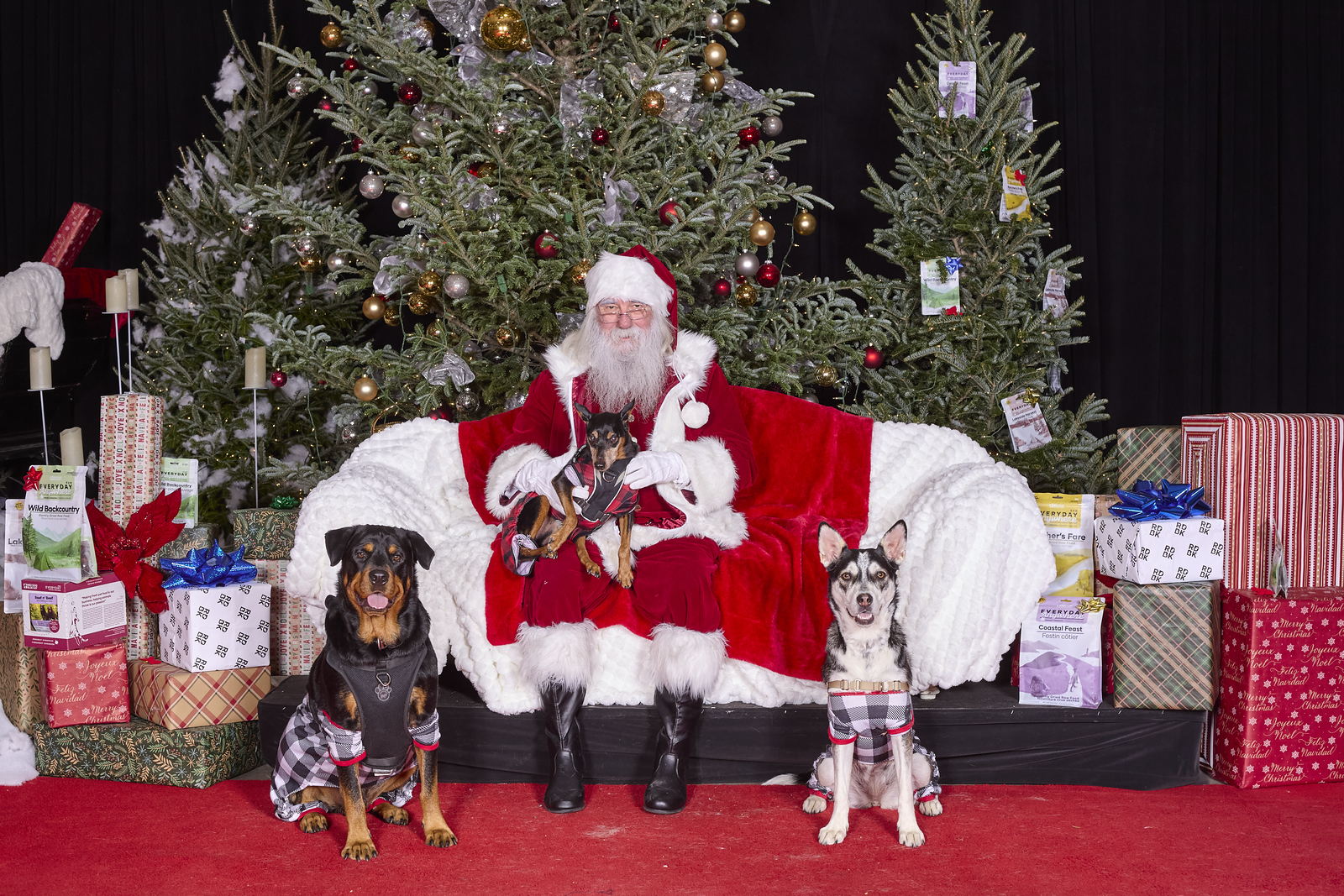 Santa posing with three dogs dressed for Christmas