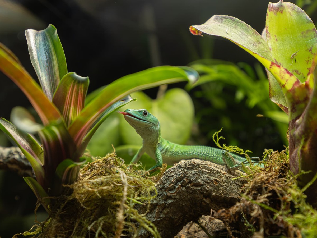 A green lizard resting on a mossy branch