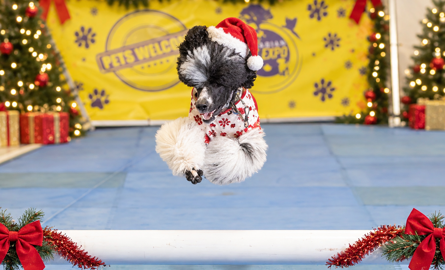A poodle in festive holiday gear leaps the CPE Speedway hurdle