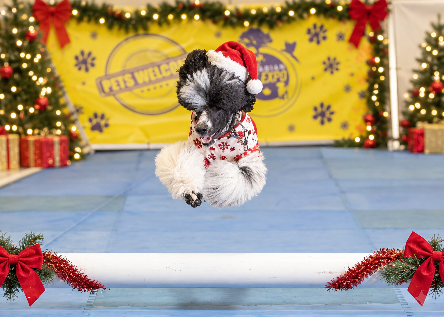A poodle in festive holiday gear leaping over a hurdle on the CPE Speedway course