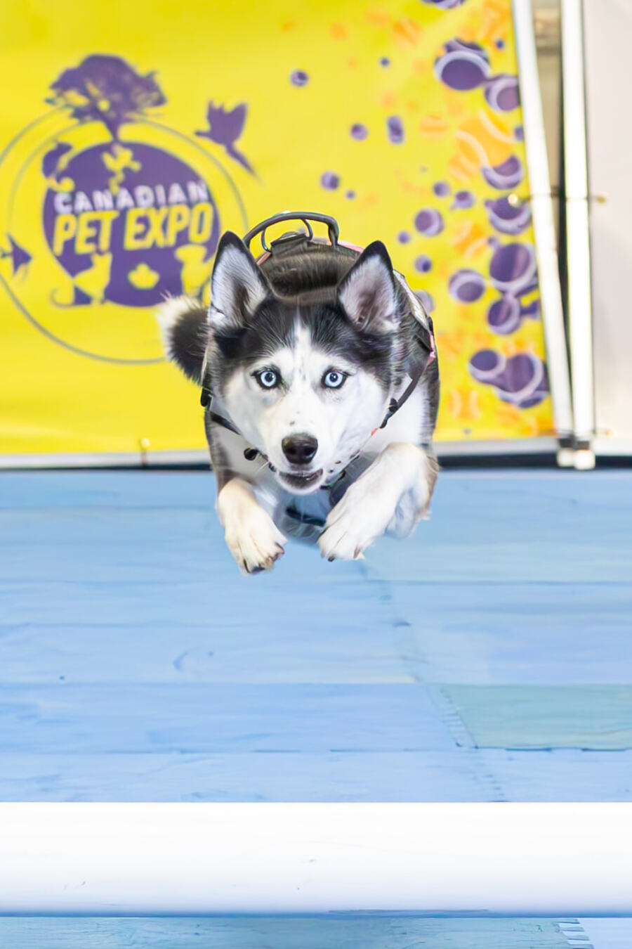Husky with bright blue eyes leaping mid-air on the CPE Speedway lure course