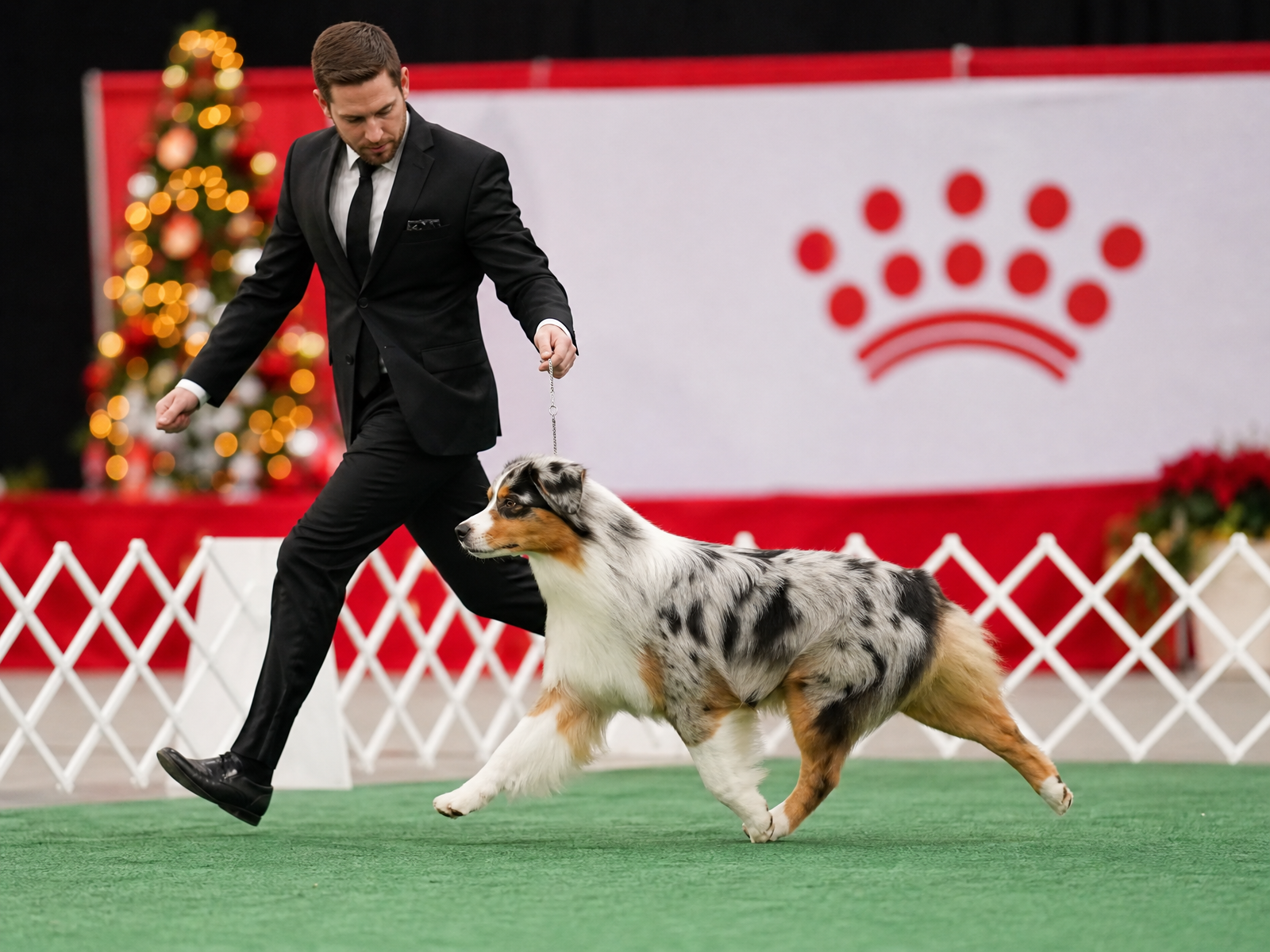 A handler gaiting an Australian Shepherd in the Royal Canin Crown Classic show ring