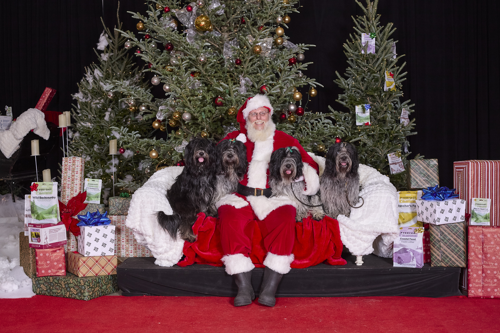 Santa surrounded by four shaggy dogs in front of decorated Christmas trees
