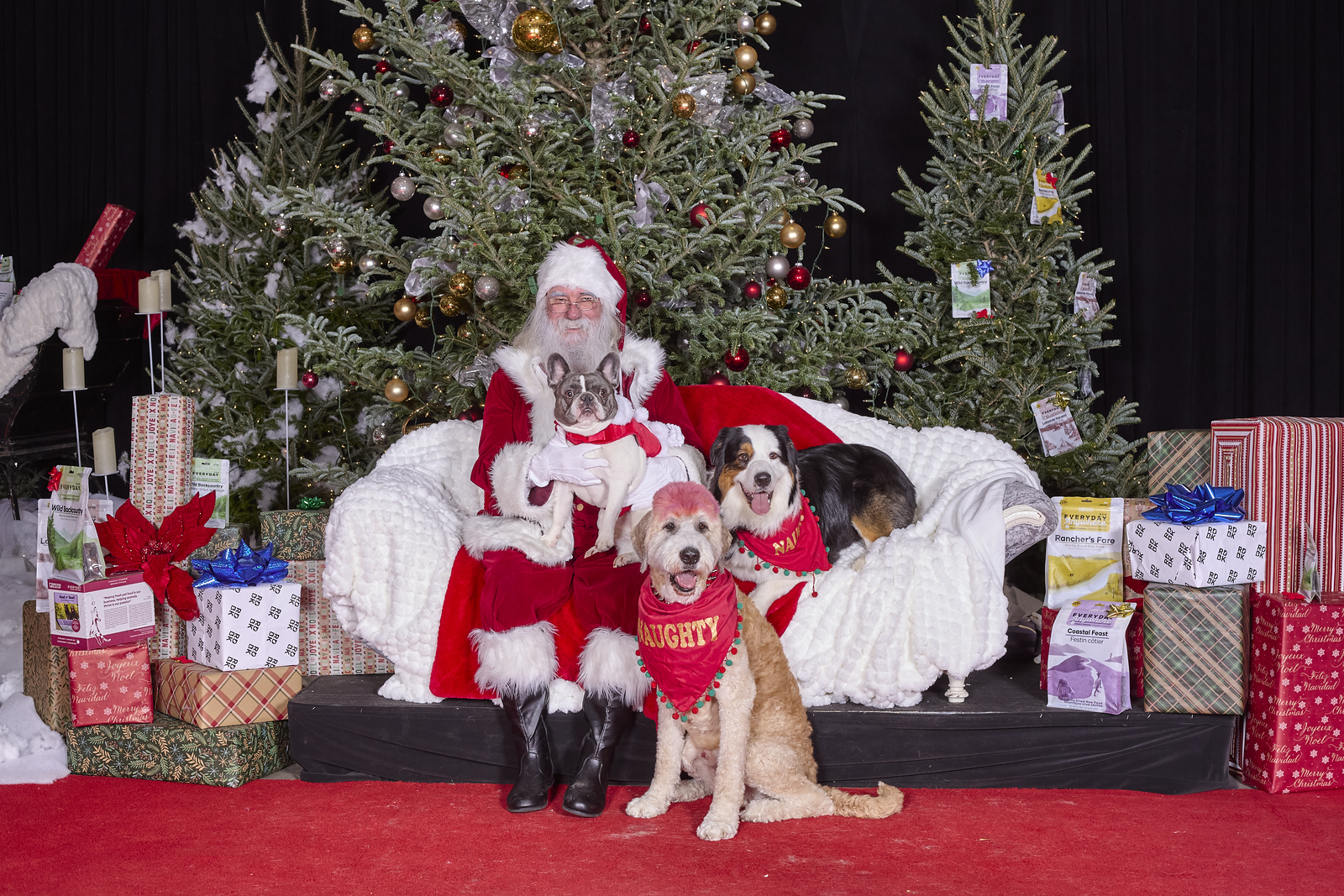 Santa with three family dogs wearing festive holiday bandanas