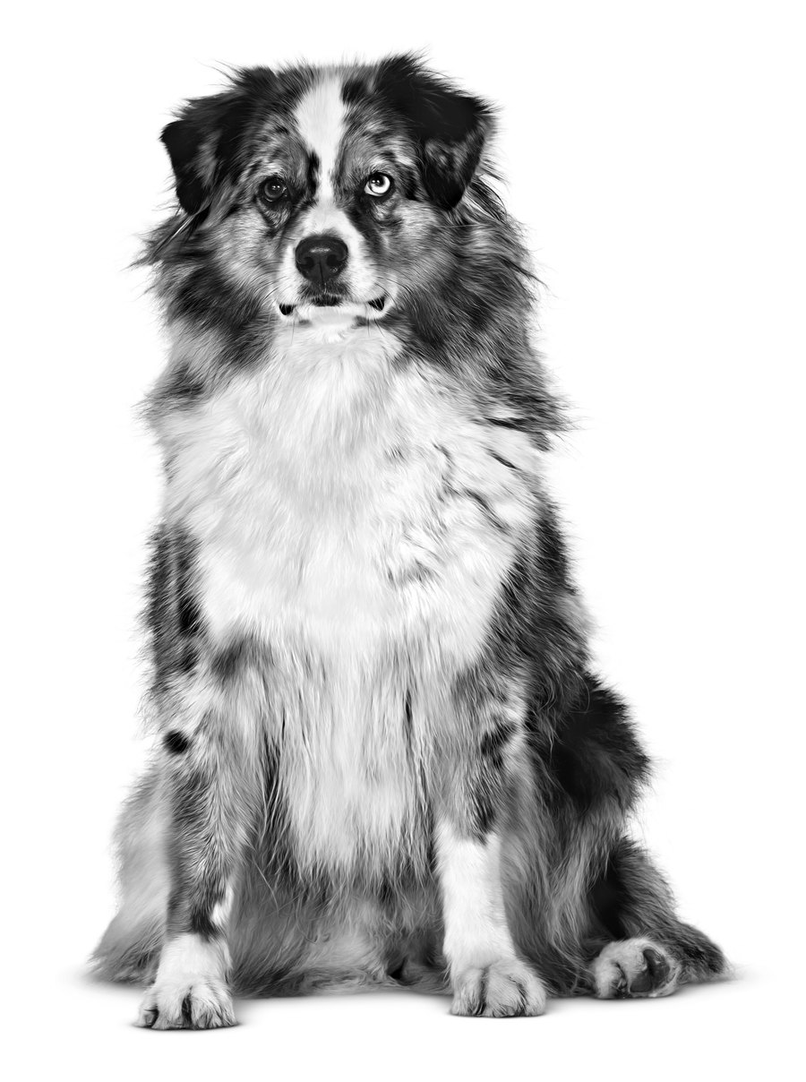 Australian Shepherd