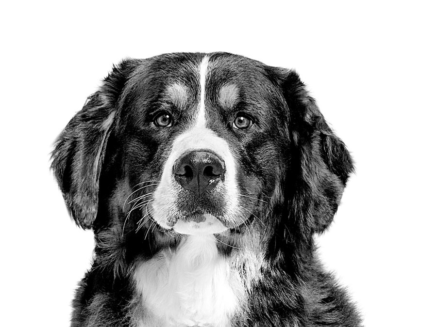 Bernese Mountain Dog