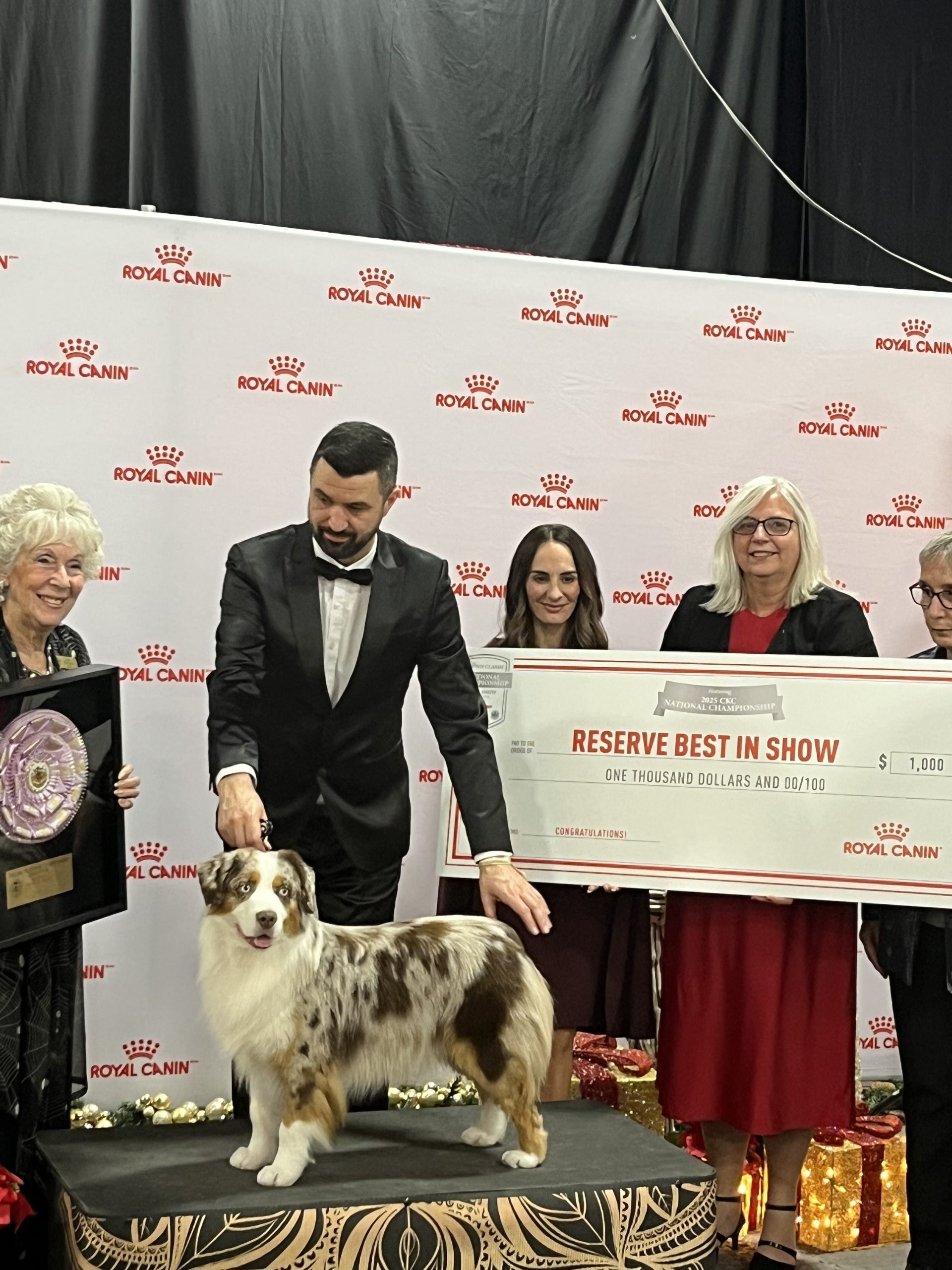 A Miniature American Shepherd on the podium after winning Reserve Best in Show at the championship dog show at the International Centre, Mississauga