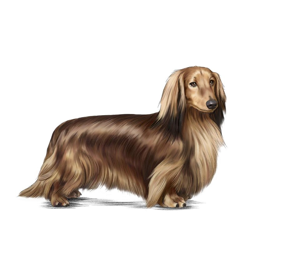 Dachshund
