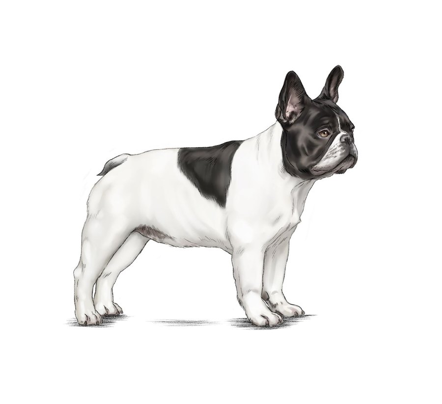 French Bulldog