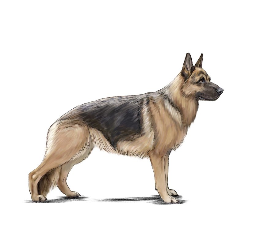 German Shepherd