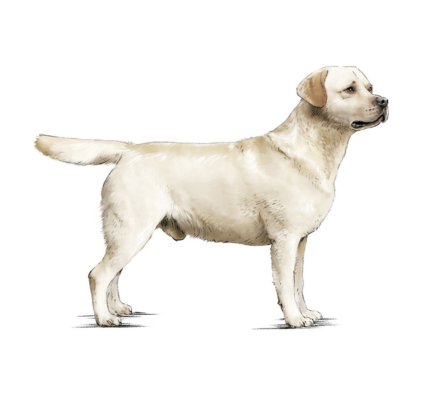 Labrador Retriever