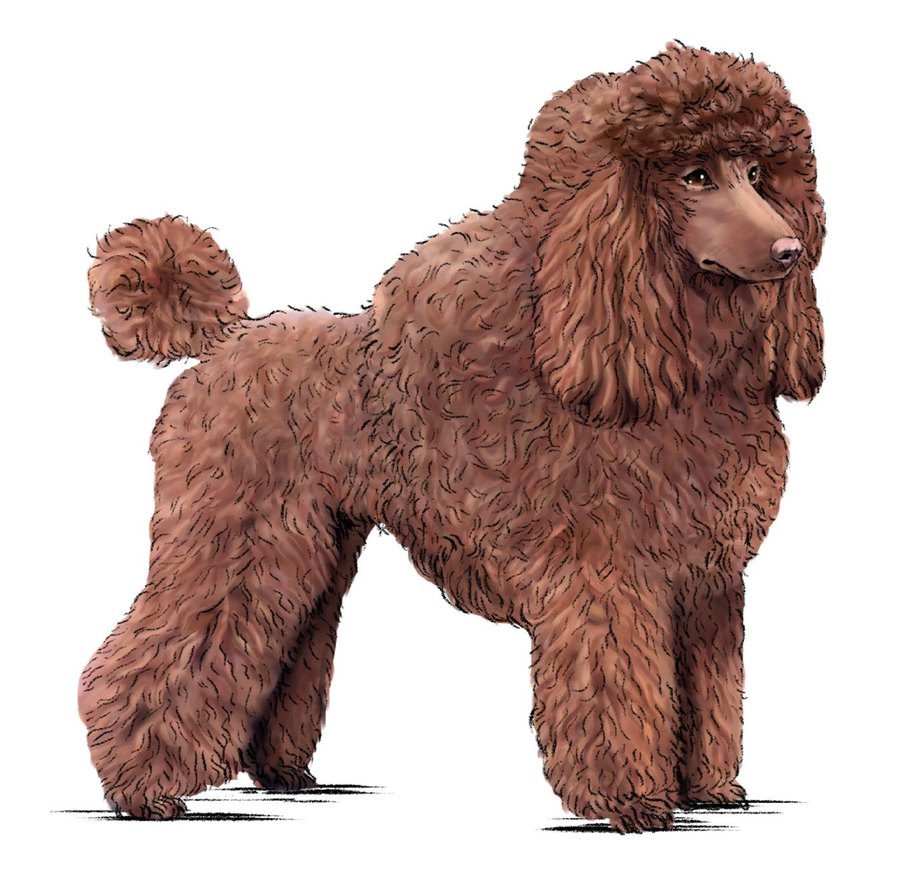 Poodle