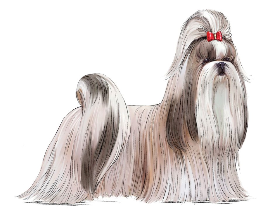 Shih Tzu