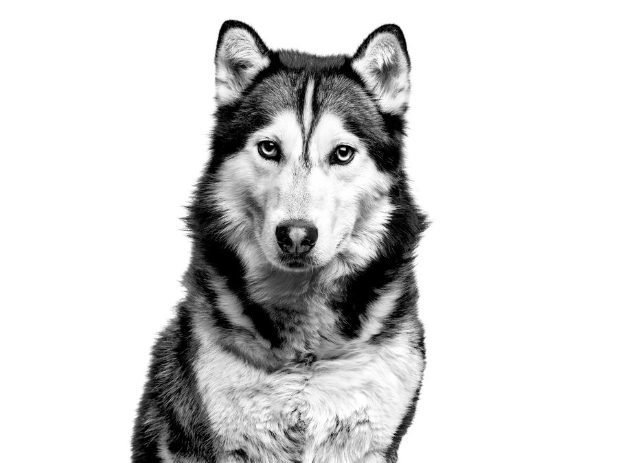 Siberian Husky